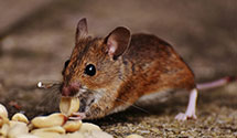 24 Hour & Emergency Exterminators in Montgomery Twp, PA